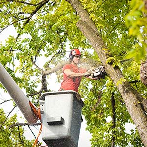 Tree Services